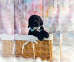 Small Photo #1 Miniature Labradoodle Puppy For Sale in KINSTON, NC, USA