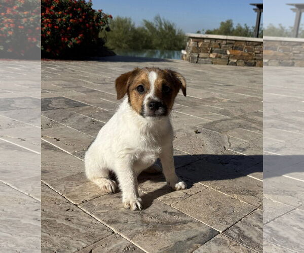 Medium Photo #2 Jack Russell Terrier-Unknown Mix Puppy For Sale in Cave Creek, AZ, USA