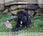 Puppy Rose Bernese Mountain Dog-Labrador Retriever Mix