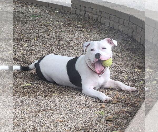 Medium Photo #4 American Pit Bull Terrier-Unknown Mix Puppy For Sale in Crete, IL, USA