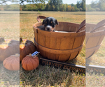 Puppy Bo Yorkie Russell