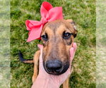 Small #3 Doberman Pinscher Mix