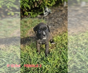 Boxer Puppy for sale in PELZER, SC, USA