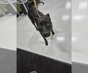 Labrador Retriever-Unknown Mix Dogs for adoption in Temple, TX, USA