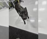 Small Labrador Retriever Mix