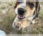Small #16 Bluetick Beagle