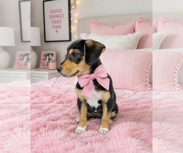 Medium Photo #2 Beagle-Unknown Mix Puppy For Sale in Mt. Laurel, NJ, USA