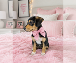 Small #1 Beagle Mix