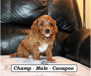 Cavapoo (Miniature) Puppy for sale in CLARKRANGE, TN, USA