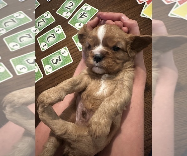 Medium Photo #4 Cavalier King Charles Spaniel Puppy For Sale in WAXAHACHIE, TX, USA