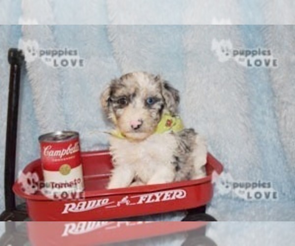 Medium Photo #9 Australian Shepherd-Poodle (Toy) Mix Puppy For Sale in SANGER, TX, USA