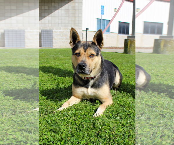 Medium Photo #1 Mutt Puppy For Sale in Petaluma, CA, USA