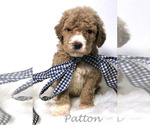 Small Photo #3 Goldendoodle Puppy For Sale in DEMOPOLIS, AL, USA