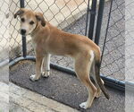 Small #3 Catahoula Leopard Dog-Great Pyrenees Mix