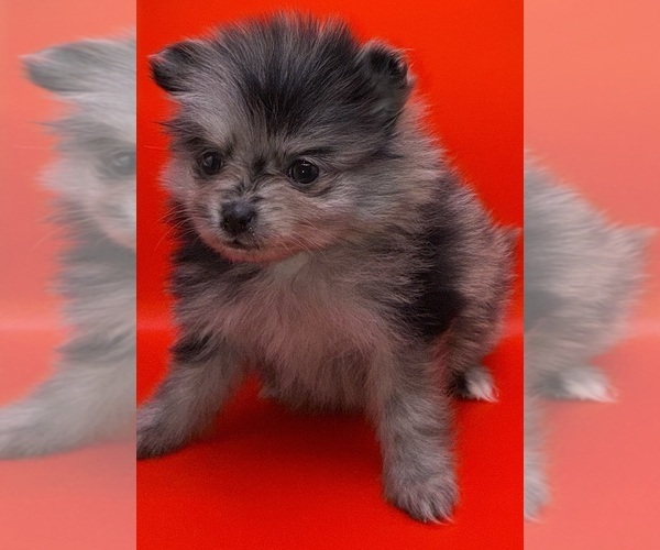 Medium Photo #15 Pomeranian Puppy For Sale in PORTLAND, ME, USA