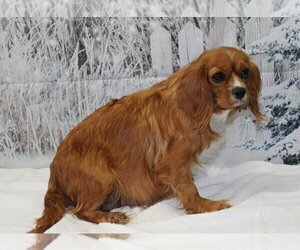 Mother of the Cavalier King Charles Spaniel puppies born on 03/26/2025