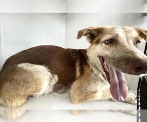 German Shepherd Dog-Unknown Mix Dogs for adoption in Houston, TX, USA