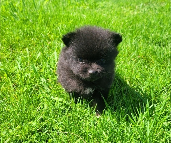 Medium Photo #2 Pomeranian Puppy For Sale in ORRVILLE, OH, USA