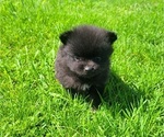 Small #1 Pomeranian