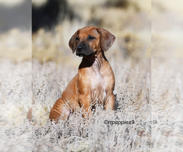 Medium Photo #3 Rhodesian Ridgeback Puppy For Sale in FAIRPLAY, CO, USA