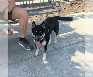Layla - Female Siberian Husky-Unknown Mix Dog for Adoption - Photo #3