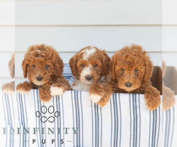 Medium Photo #2 Goldendoodle (Miniature) Puppy For Sale in DORNSIFE, PA, USA