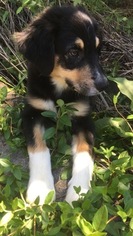 Australian Shepherd Puppy for sale in BLUE RIDGE, VA, USA