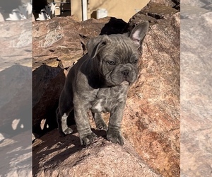 French Bulldog Puppy for Sale in PUEBLO, Colorado USA