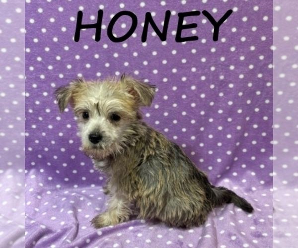 Medium Photo #1 Schnoodle (Miniature) Puppy For Sale in HARTLAND, MN, USA