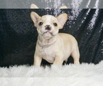 Small #4 French Bulldog