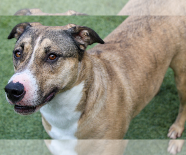 Medium Photo #2 American Pit Bull Terrier-Labrador Retriever Mix Puppy For Sale in Amarillo, TX, USA
