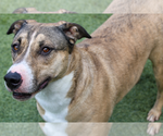 Small #1 American Pit Bull Terrier-Labrador Retriever Mix