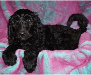 Labradoodle Puppy for Sale in LA HABRA, California USA