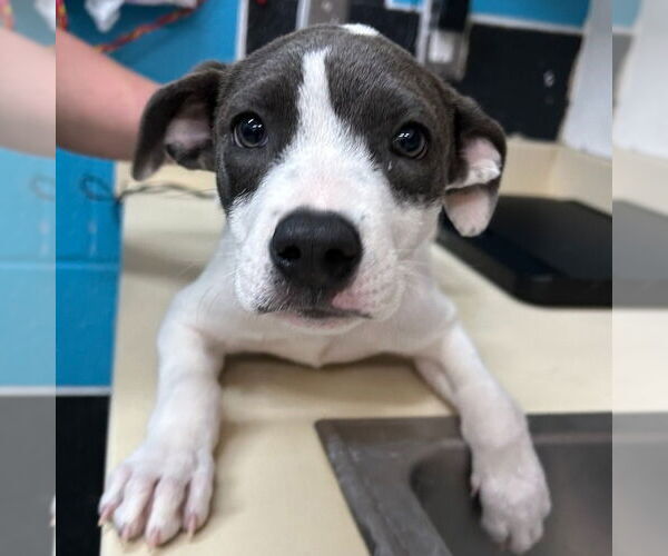 Medium Photo #1 Mutt Puppy For Sale in Canton, CT, USA