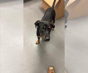 Rottweiler-Unknown Mix Dogs for adoption in Corpus Christi, TX, USA