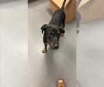 Small Rottweiler Mix