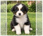 Puppy Spencer Australian Shepherd