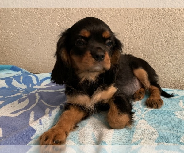 Medium Photo #1 Cavalier King Charles Spaniel Puppy For Sale in FOLSOM, CA, USA