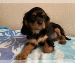 Small Cavalier King Charles Spaniel