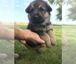 Small Photo #31 German Shepherd Dog Puppy For Sale in APLINGTON, IA, USA