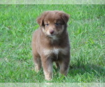 Small Photo #17 Australian Shepherd Puppy For Sale in OZARK, AR, USA
