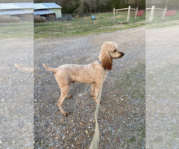 Medium Photo #1 Poodle (Standard) Puppy For Sale in JUDSONIA, AR, USA
