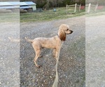 Small Photo #1 Poodle (Standard) Puppy For Sale in JUDSONIA, AR, USA