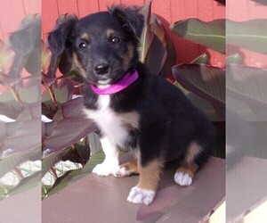 English Shepherd Puppy for sale in FREDERICKSBRG, PA, USA