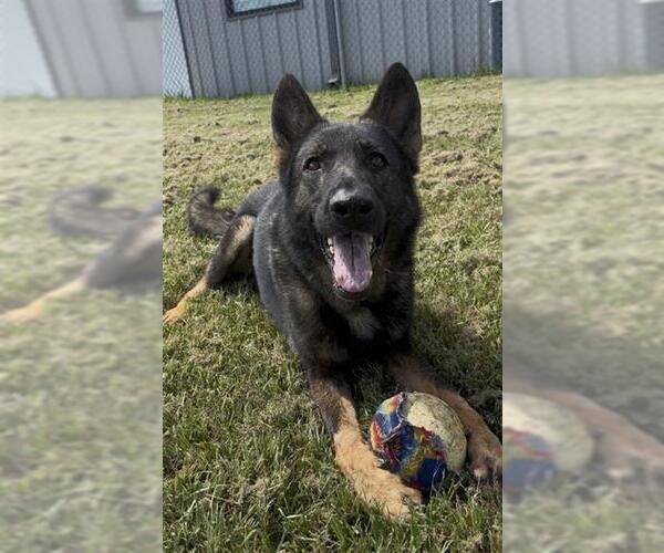 Medium Photo #2 German Shepherd Dog Puppy For Sale in Rosenberg, TX, USA