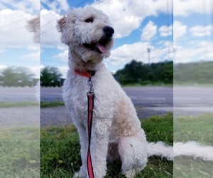 Goldendoodle Puppy for sale in CRESTWOOD, MO, USA