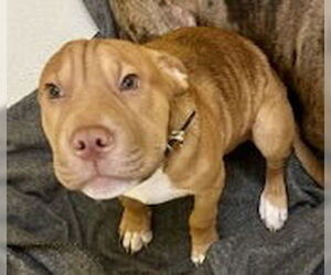 Chinese Shar-Pei-Unknown Mix Dogs for adoption in Pampa, TX, USA