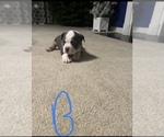 Small Photo #6 American Bully Puppy For Sale in WINDSOR, PA, USA