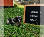 Image preview for Ad Listing. Nickname: Yellow collar