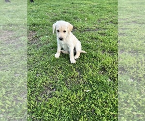 Medium Labradoodle